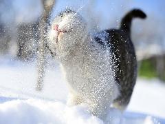 Cliquez pour télécharger l'image :: Chat dans la neige