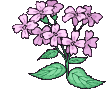 fleurs   
