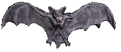 chauve souris  