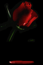 x rose sang  